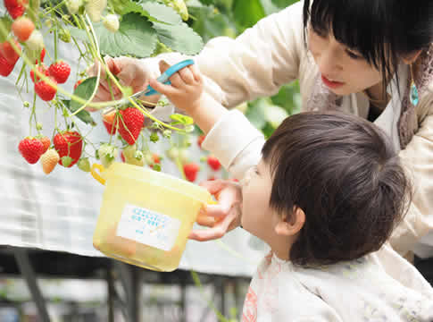 いちご狩り